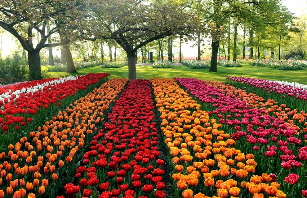 Тюльпаны в саду фото