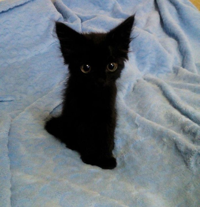 Без кота и жизнь не та