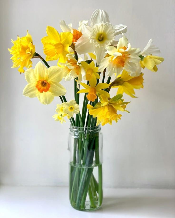 Мимозы, тюльпаны и еще 6 смертельно опасных для кошек цветов кошек, опасны, может, цветы, листья, также, содержат, букеты, судороги, координации, нарушение, очень, части, симптомы, питомцев, цветки, стебли, стоит, марта, рвота