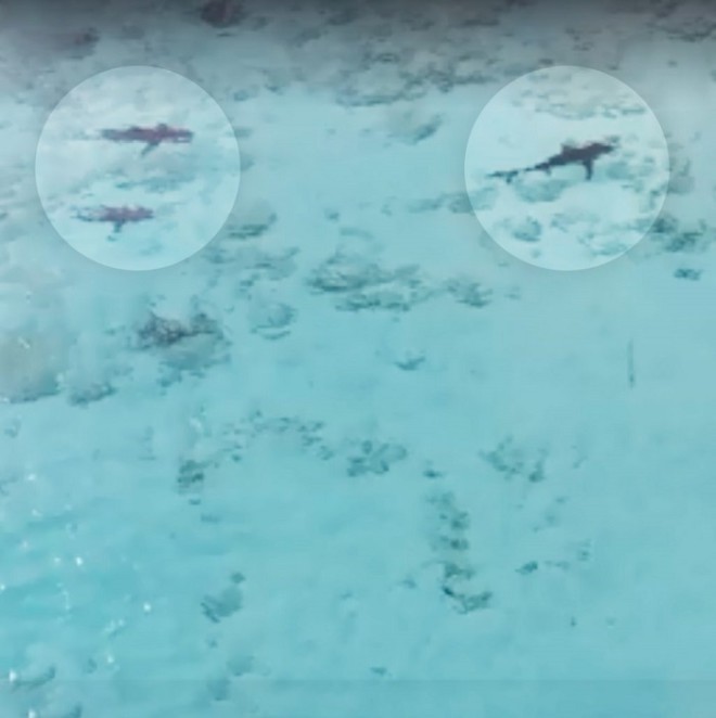 Акулы начали приближаться к ребенку, но их вовремя заметили с беспилотника акулы,Багамские острова,беспилотник,дрон,нападение акул,Пространство