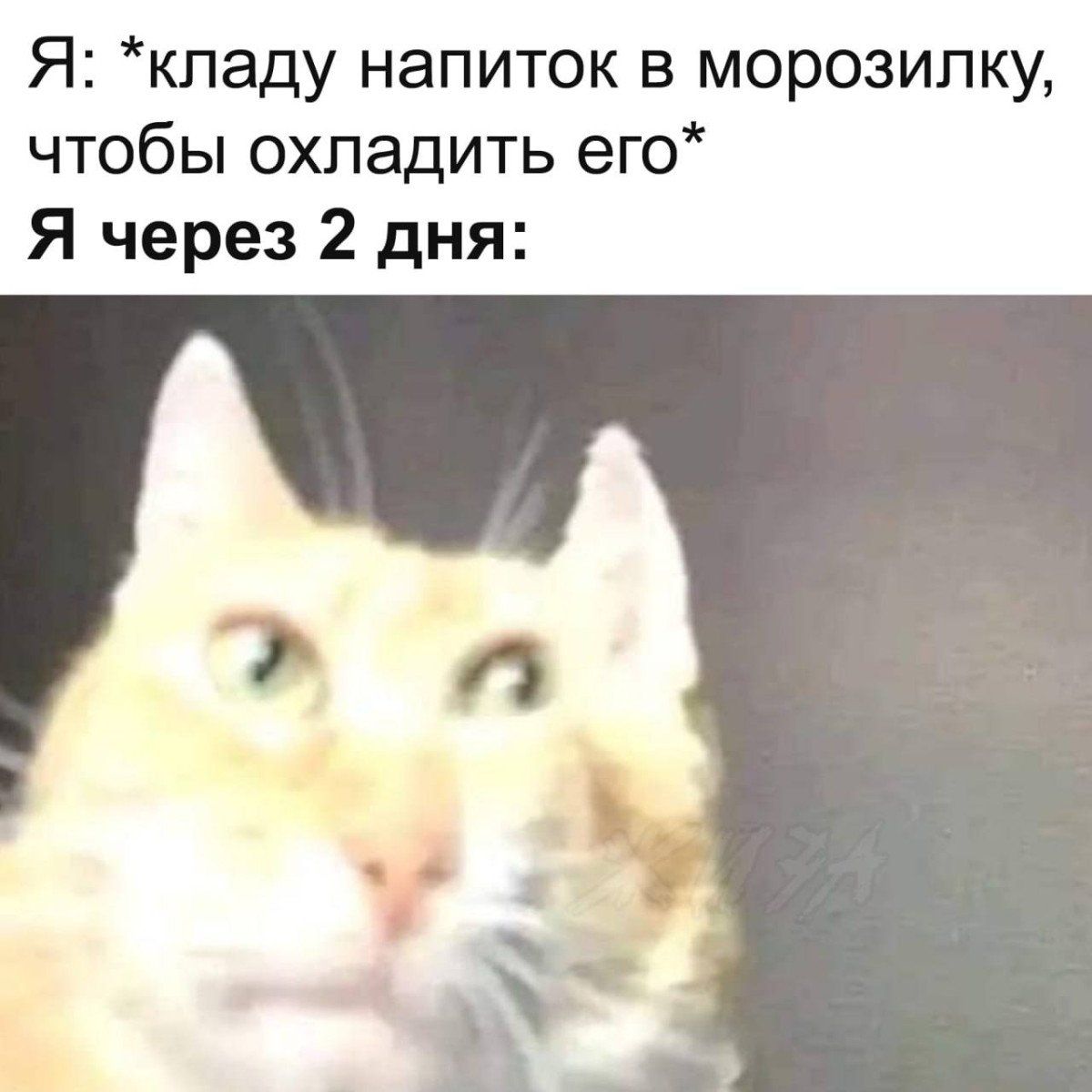 Бодрые, смешные картинки с надписями для хорошего настроения Бодрые, смешные картинки с надписями для хорошего настроения