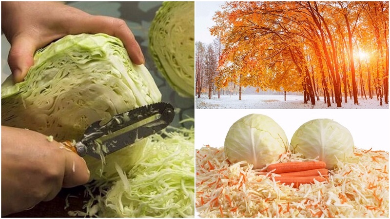 когда квасить капусту
