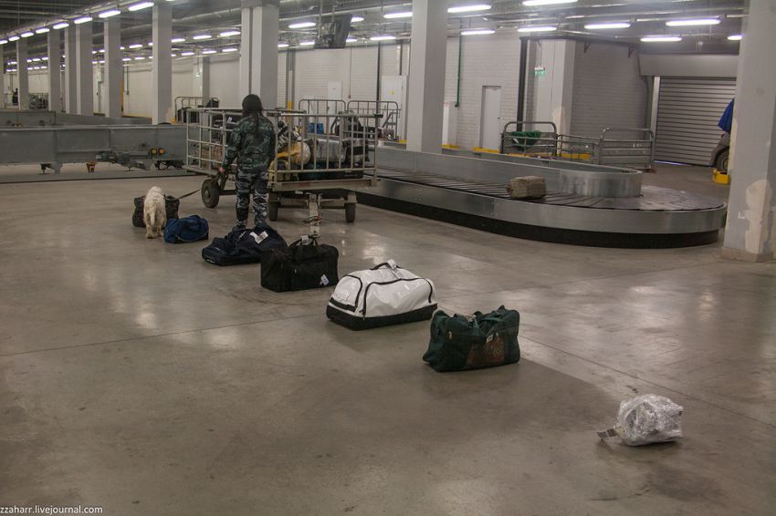 аэропорт, Кинолог, собака, Екатеринбург