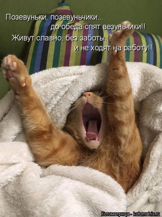 Лучшие котоматрицы за прошедшую неделю