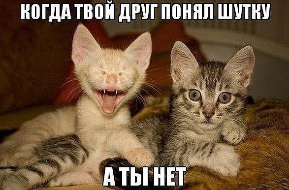 Веселые приколы с котами (11 фото)