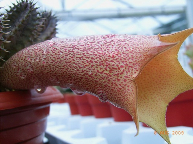 Таварезия ангольская (Tavaresia angolensis)