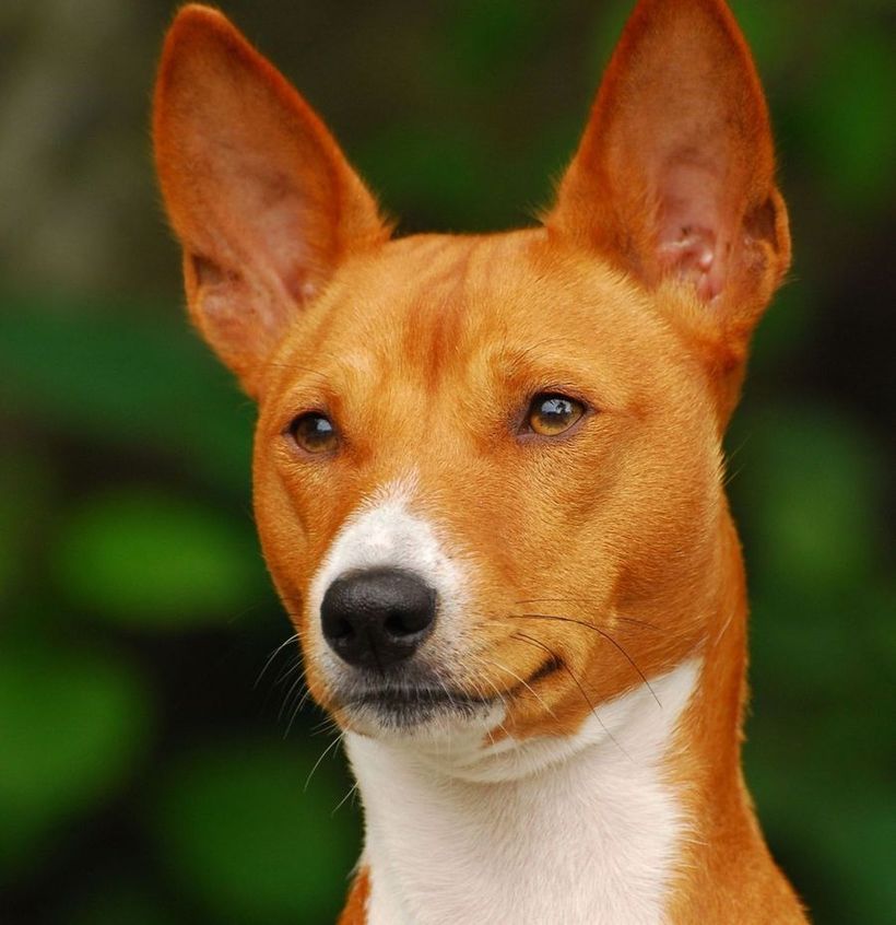 Басенджи — единственные собаки, которые не умеют лаять