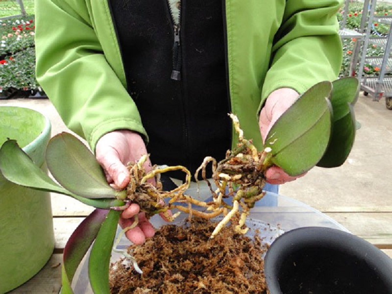 размножение орхидей