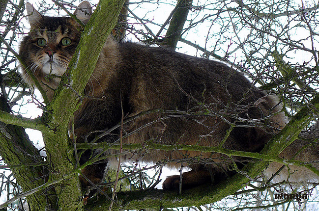 0a02ec9a635752e420a74c10d0438a0e (649x430, 267Kb)