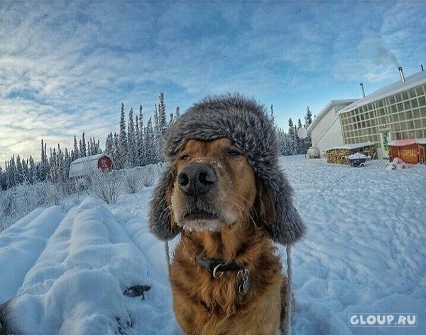 Похожее изображение