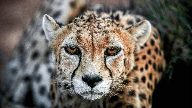 Гепард: между кошкой и собакой гепард, Семейство кошачьих, Животные, Природа, фотография, длиннопост