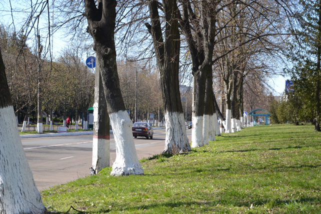 В Киеве обьявили «советским пережитком» и запретили белить известью деревья и бордюры