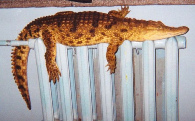 Забавности :) (49 штук)