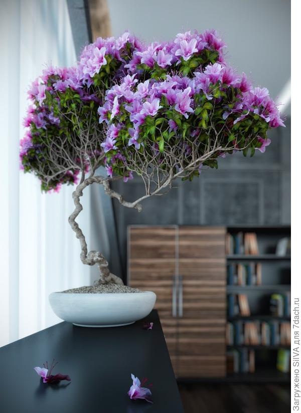Как подобрать цветы в гостиную декор,дизайн,дом,квартира,комнатные растения,полезные советы,растения