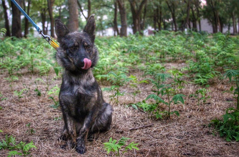 На Украину вернули собаку задержанных в Керченском проливе моряков керченский инцидент,политика,Россия,Украина