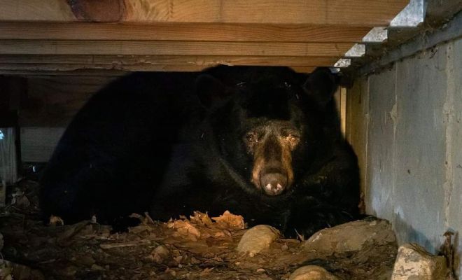 Все зимние месяцы женщине мерещился храп из подвала, а весной выяснилось, что внизу устроили берлогу 5 медведей