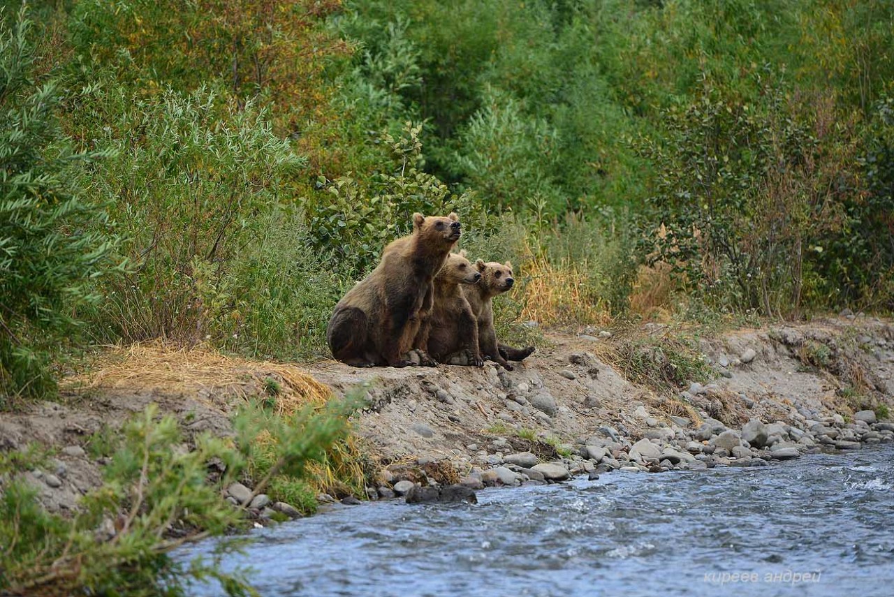 На медведя с фотоаппаратом!