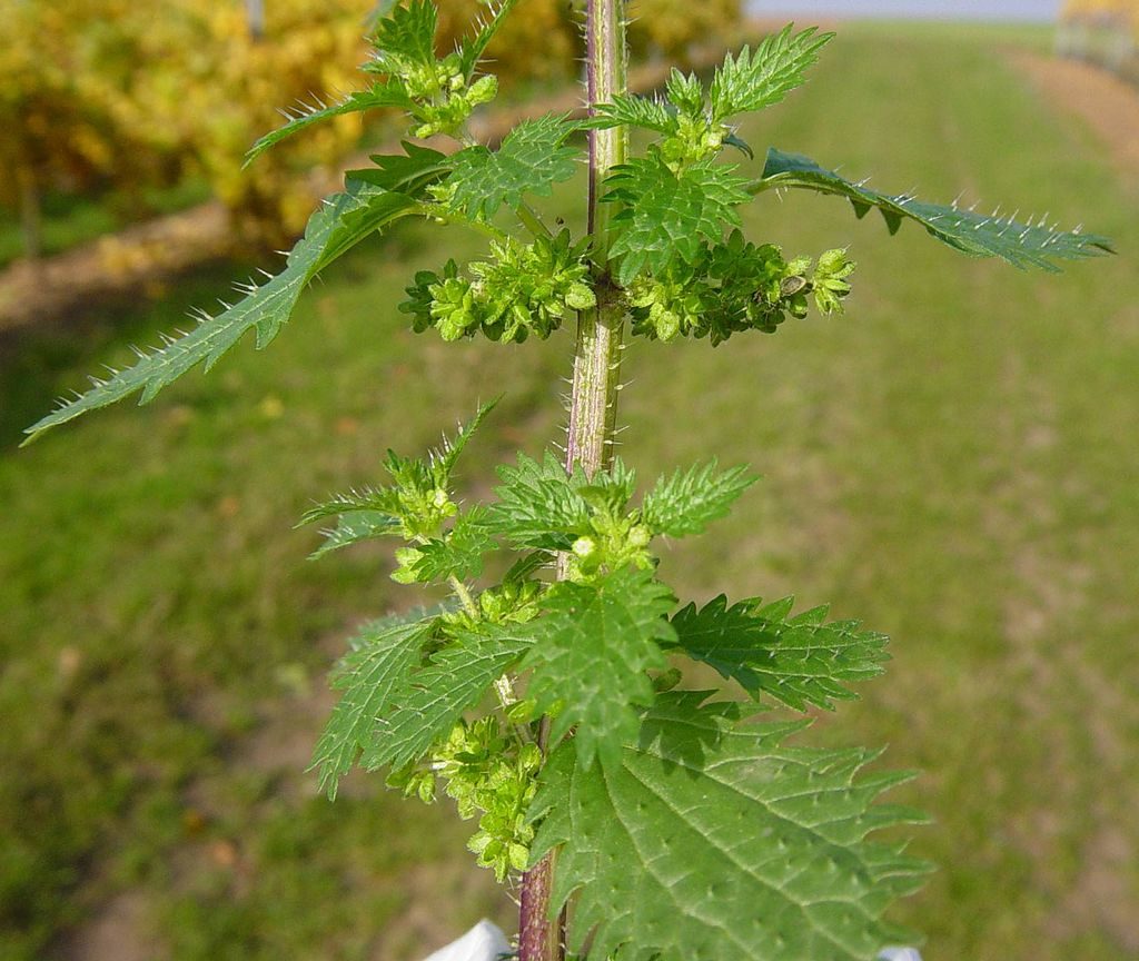 Крапива жгучая (Urtica urens l.)