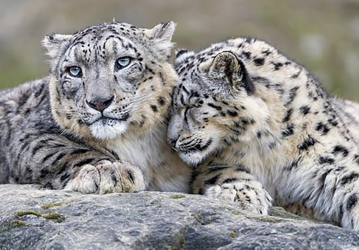 Snow Leopard Love