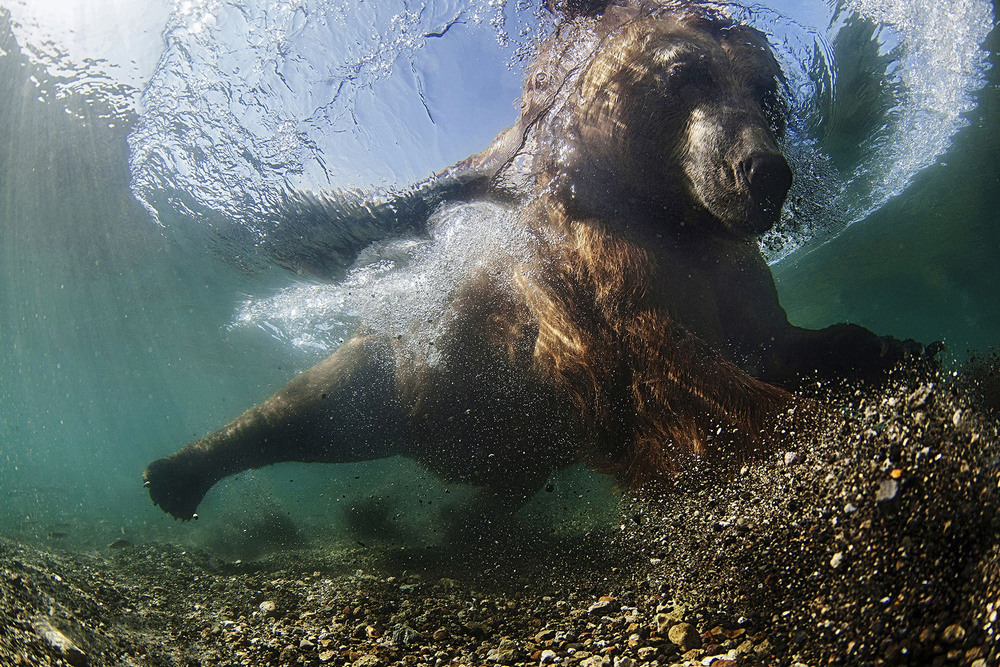 Лучшие фотографии природы фотоконкурса Siena International Photography Awards 2016 2