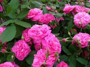розы Остина фото