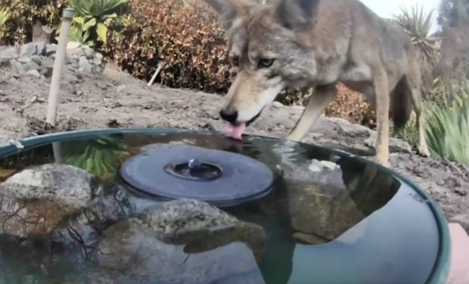 Хозяин дома увидел койота у фонтана и поставил камеру. Через неделю выяснилось, что из фонтана приходит пить весь лес