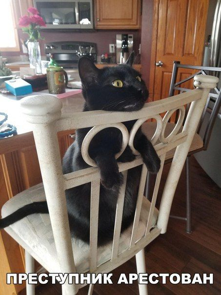 Пусть он ходит везде с тобой, там поймешь, кто такой..) веселые картинки