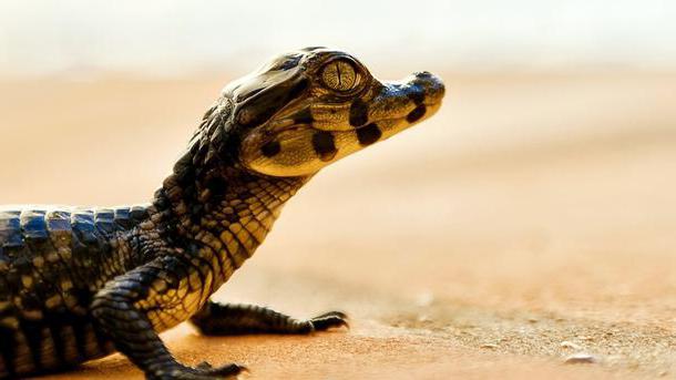 Крокодил болотный: описание, размеры, образ жизни, ареал обитания
