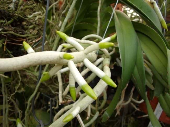 Функциональная особенность корневой системы орхидей необыкновенно разнообразна