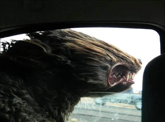 собака высунула морду в окно авто
