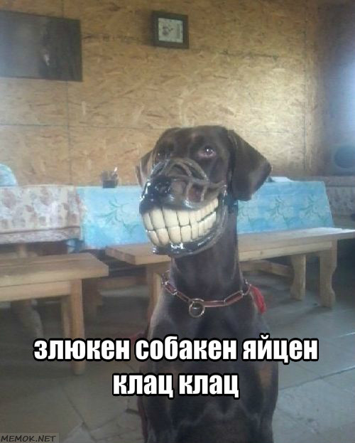 Картинки с надписями мем, прикол, юмор