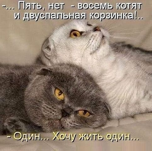 Утро понедельника в животном саду веселые картинки,животные,позитив,Смешные животные