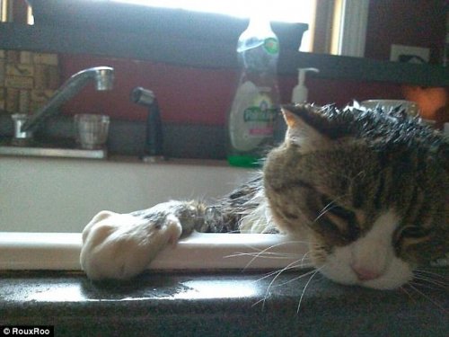 Домашние животные, которые не любят водные процедуры (17 фото)