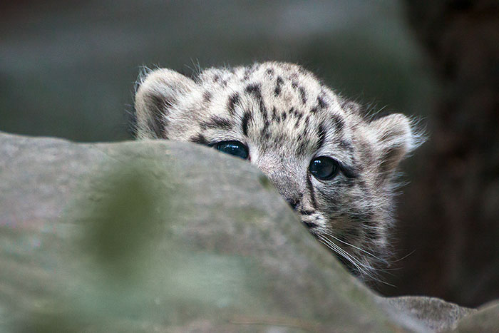 Snow Leopard Cub
