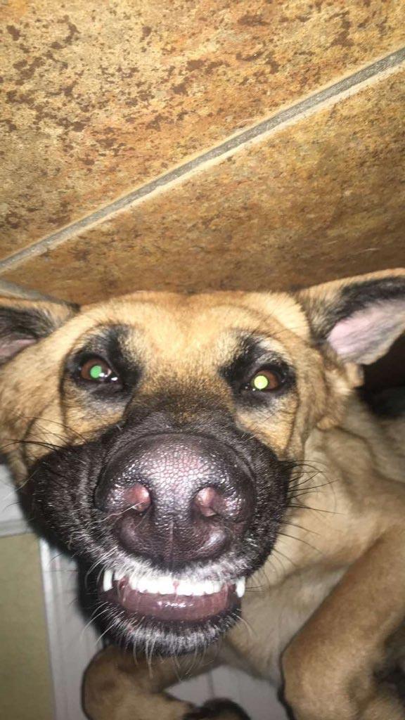 Люди делятся самыми неудачными фотографиями своих питомцев, и это очень смешно Люди делятся самыми неудачными фотографиями своих питомцев, и это очень смешно