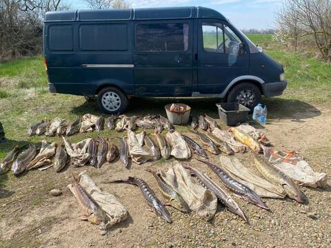 На Кубани браконьеры убили рыб ценной породы на четыре миллиона рублей