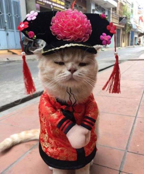 Прикольные картинки. Вечерний выпуск (61 фото)