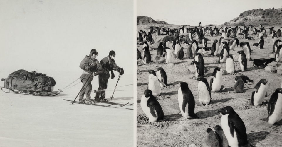 Руководитель первой экспедиции покорившей южный полюс. Покорение Южного полюса. Амундсен открытие Южного полюса. Покорение Северного полюса.
