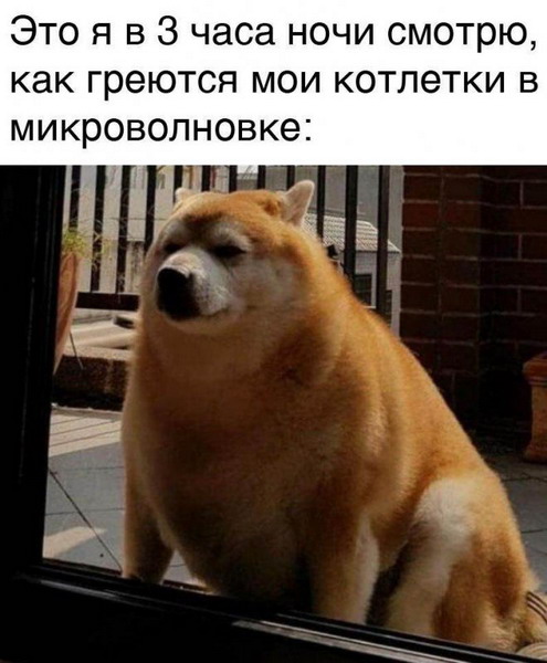 Забавных зверьков вам в ленту! Забавных зверьков вам в ленту!