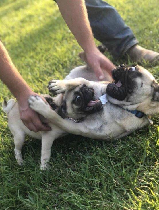 Люди делятся самыми неудачными фотографиями своих питомцев, и это очень смешно Люди делятся самыми неудачными фотографиями своих питомцев, и это очень смешно