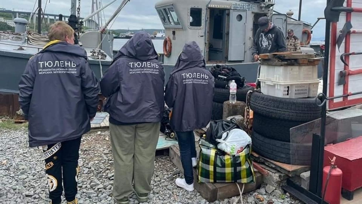 Шестерых тюленей после реабилитации выпустили на волю в Приморье