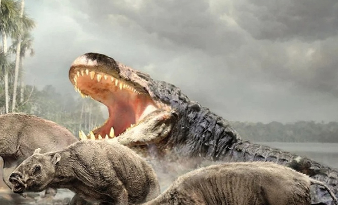 8 миллионов лет назад в Амазонии жил самый крупный хищник в истории. Его воссоздали и поняли, что длина крокодила была 20 метров метров, недавно, меньше, более, доисторические, выглядит, высшим, крокодил, человеком Гигантский, сравнению, гигант, около, Посмотрите, Сильный, весили, длиной, вырастали, огромномуПурусзавры, комуто, принадлежавшие