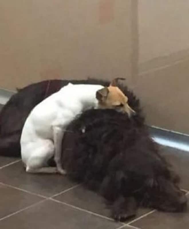 Собака обнимает пса