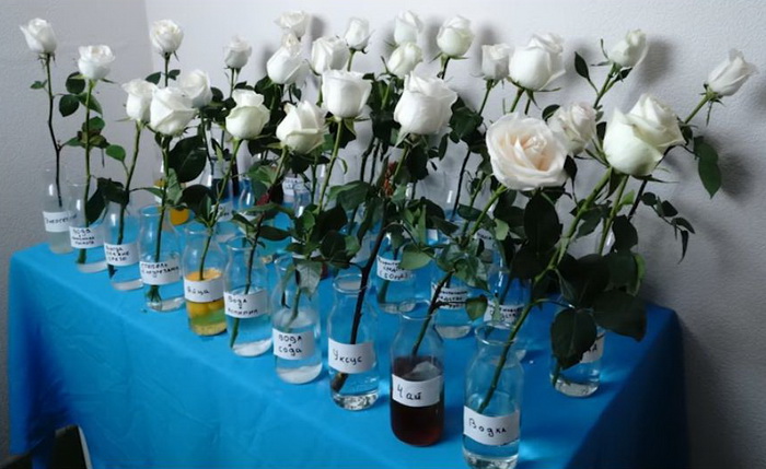 Водка или Coca-Cola: Российский блогер провел эксперимент, в чем розы простоят дольше домашний очаг