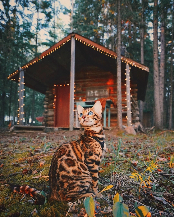 Кошка-путешественница охотно позирует для фото. Кошка-путешественница охотно позирует для фото.
