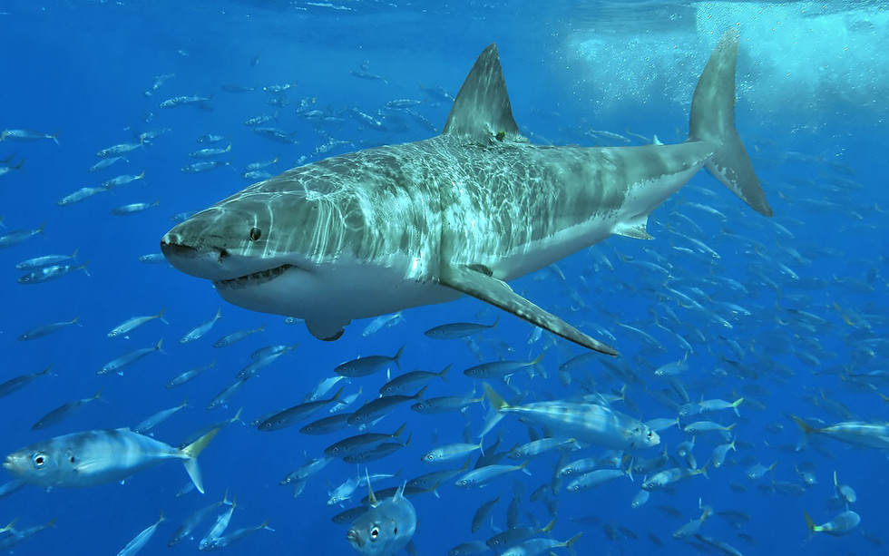 Большая белая акула. 
    Фото: © Wikipedia.org