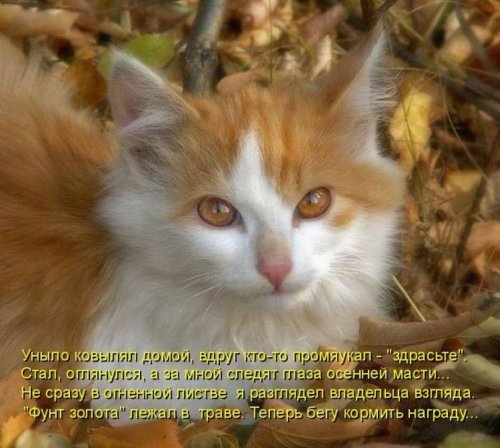 Рыжая котоматрица (12 шт)