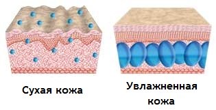 сухая и увлажненная кожа