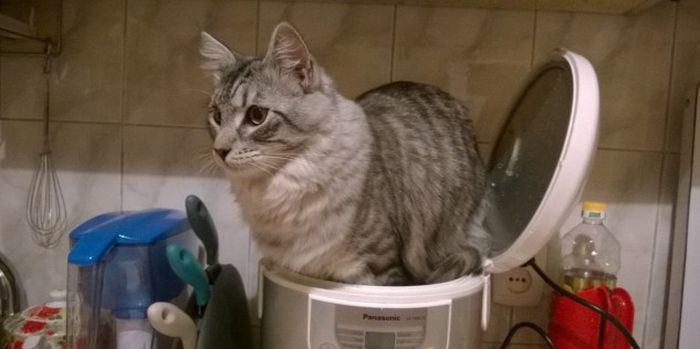 Коты, которых можно налить в любую емкость животные, приколы, удачный кадр, юмор