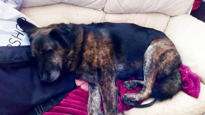 После смерти четвероногого друга, пес загрустил, но подарок от хозяев спас ситуацию После смерти четвероногого друга, пес загрустил, но подарок от хозяев спас ситуацию не всё так грустно